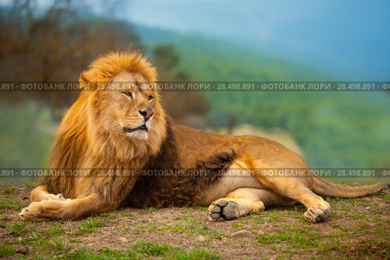 Lion male having a rest lying on the mountain top. Стоковое фото, фотограф Tono Balaguer / Ingram Publishing / Фотобанк Лори