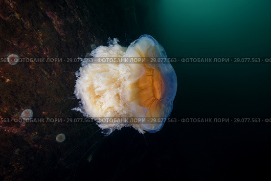 Lion's mane jellyfish (Cyanea capillata, Cyanea arctica) Стоковое фото, фотограф Некрасов Андрей / Фотобанк Лори