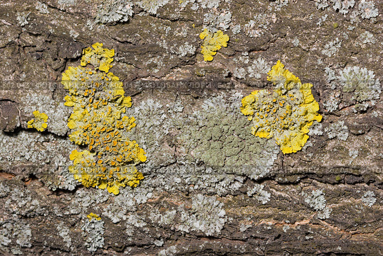 Лишайник - ксантория постенная или стенная золотнянка - Xanthoria parietina. Серый лишайник - один из видов родов Пармелия (Parmelia) или Пармелиопсис (Parmeliopsis). Стоковое фото, фотограф Иван Сазыкин / Фотобанк Лори