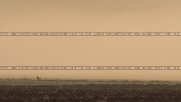 Лисица обыкновенная или лиса, дикое животное, Vulpes vulpes. Стоковое видео, видеограф Дмитрий Якубович / Фотобанк Лори