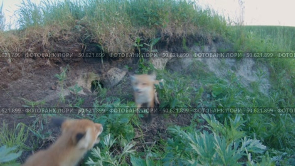 Лисица обыкновенная или лиса, дикое животное, Vulpes vulpes. Стоковое видео, видеограф Дмитрий Якубович / Фотобанк Лори
