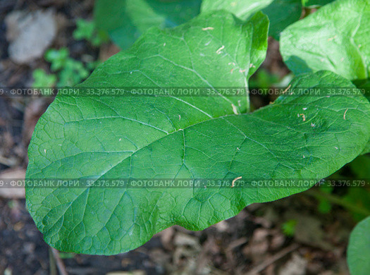 Лист лопуха (Arctium lappa) крупным планом. Стоковое фото, фотограф Наталия Шевченко / Фотобанк Лори