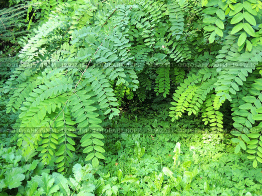 Листва робинии лжеакации, или белой акации (Robinia pseudoacacia) Стоковое фото, фотограф Заноза-Ру / Фотобанк Лори