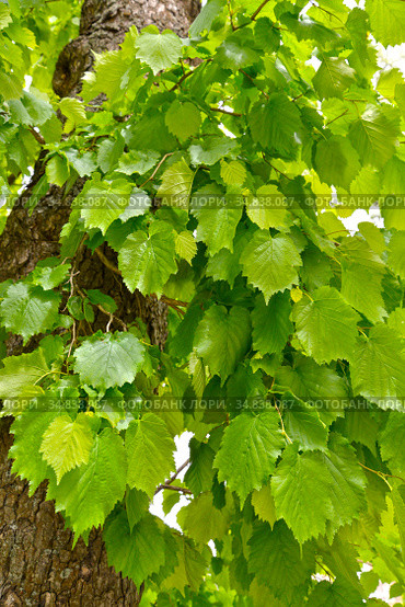 Листья лещины древовидной (медвежий орех) (Corylus colurna L.) Стоковое фото, фотограф Ирина Борсученко / Фотобанк Лори