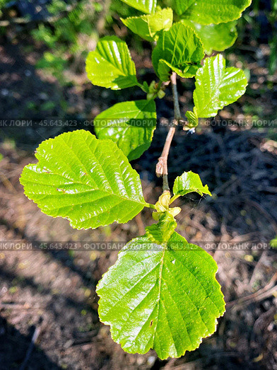 Листья ольхи европейской (лат. Alnus glutinosa) на молодой поросли (2024 год). Стоковое фото, фотограф Владимир Шипикин / Фотобанк Лори