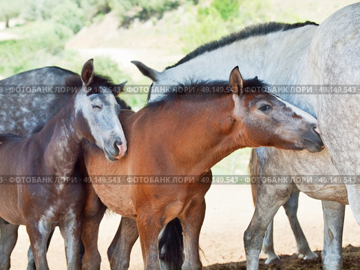 little Andalusian foals with moms in paddock, hot day . Spain. Стоковое фото, агентство Ingram Publishing / Фотобанк Лори