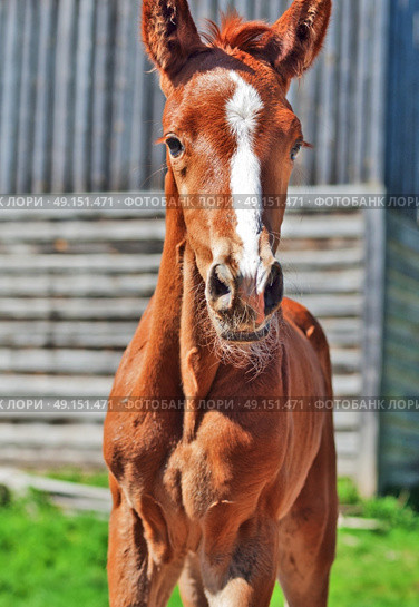 little  chestnut foal of sportive breed. Стоковое фото, агентство Ingram Publishing / Фотобанк Лори