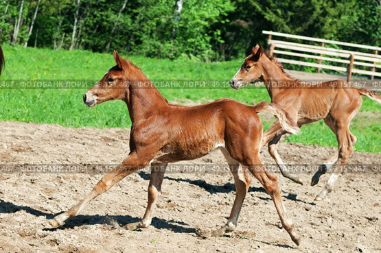 little  chestnut foals of sportive breed in movement. Стоковое фото, агентство Ingram Publishing / Фотобанк Лори