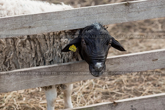 Livestock. A sheep in a pen. The concept of animal husbandry and rural life. A pet on a private eco-farm. Agricultural industry. Стоковое фото, фотограф Photojuli / Фотобанк Лори