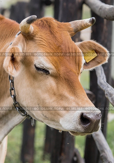 Livestock. Cows graze in a meadow. The concept of animal husbandry and rural life. Chipping of animals. A pet on an eco-farm. Agricultural industry. Стоковое фото, фотограф Photojuli / Фотобанк Лори
