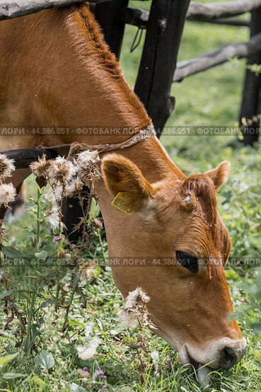 Livestock. Cows graze in a meadow. The concept of animal husbandry and rural life. Chipping of animals. A pet on an eco-farm. Agricultural industry. Стоковое фото, фотограф Photojuli / Фотобанк Лори