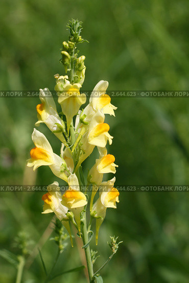 Льнянка обыкновенная (Linaria vulgaris Mill.), соцветие. Стоковое фото, фотограф Щеголева Ольга / Фотобанк Лори