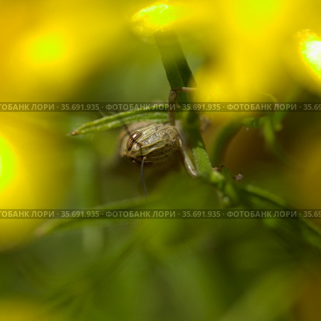 Locust on yellow broom flowers natural macro background (2021 год). Стоковое фото, фотограф Tamara Kulikova / Фотобанк Лори