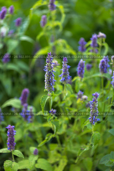 Лофант, или агастахис морщинистый (Agastache rugosa) Стоковое фото, фотограф Ольга Сейфутдинова / Фотобанк Лори