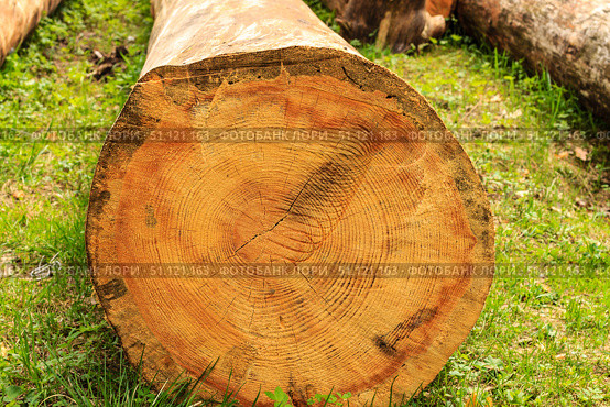 logs felled pines. Стоковое фото, фотограф Емельянов Евгений Викторович / Фотобанк Лори