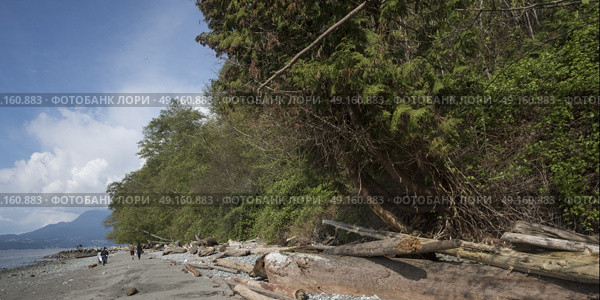 Logs on Wreck Beach, Foreshore Trail, Vancouver, British Columbia, Canada. Стоковое фото, агентство Ingram Publishing / Фотобанк Лори