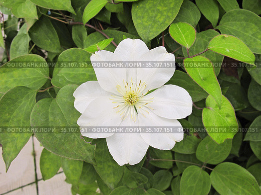 Ломонос шерстистый (Clematis lanuginosa) Стоковое фото, фотограф Мария Кылосова / Фотобанк Лори