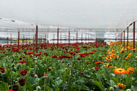 long shot flowers inside greenhouse. Стоковое фото, агентство Ingram Publishing / Фотобанк Лори