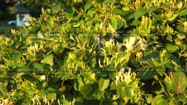 Lonicera japonica, Japanese honeysuckle and golden-and-silver honeysuckle, is a species of honeysuckle native to Asia. Ornamental plant used in traditional Chinese medicine. White yellow flowers. Стоковое видео, видеограф Юлия Петровская / Фотобанк Лори