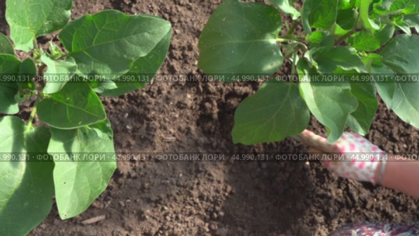 loosen the soil around the plant in the garden. Стоковое видео, видеограф Владимир Федоров / Фотобанк Лори