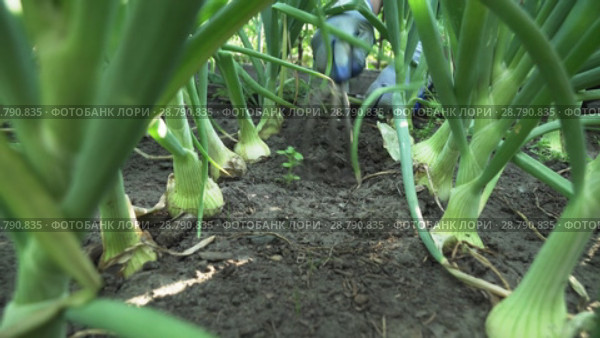 Loosening the ground in garden with an onion stock footage video. Стоковое видео, видеограф Юлия Машкова / Фотобанк Лори