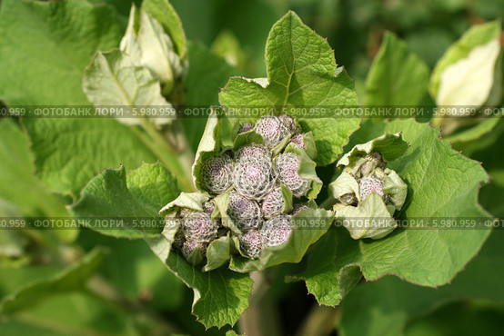 Лопух паутинистый (Лопух войлочный, Лопушник паутинистый, Arctium tomentosum) Стоковое фото, фотограф Щеголева Ольга / Фотобанк Лори