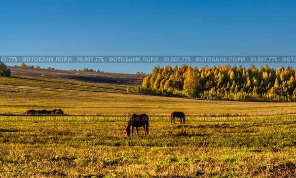 Лошади пасутся в поле. Стоковое фото, фотограф Евгений Горбунов / Фотобанк Лори