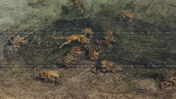 Lot of frogs during mating in water. Стоковое видео, видеограф Михаил Коханчиков / Фотобанк Лори