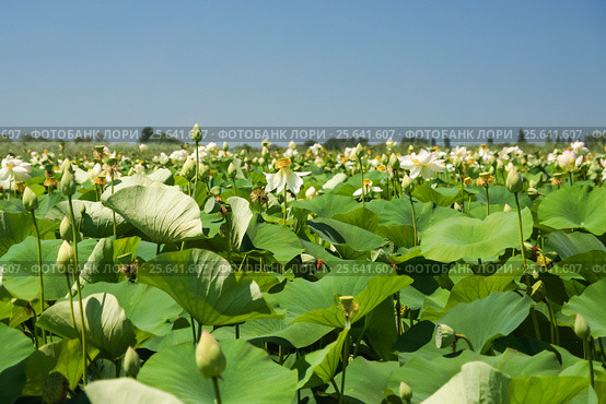 Лотос орехоносный (лат. Nelumbo nucifera) — вид многолетних травянистых земноводных растений из рода Лотос - в речной заводи реки Кубань в Краснодарском крае. Стоковое фото, фотограф Наталья Гармашева / Фотобанк Лори