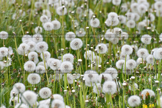 Lots of white dandelions in the meadow. Стоковое фото, фотограф Володина Ольга / Фотобанк Лори