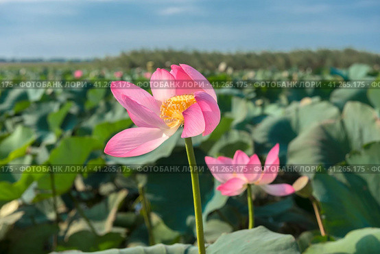 Lotus in the Akhtanizovsky estuary, Sea of Azov. Стоковое фото, фотограф Анна Кривицкая / Фотобанк Лори