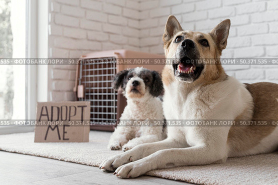 low angle dogs near adopt me banner. Стоковое фото, агентство Ingram Publishing / Фотобанк Лори
