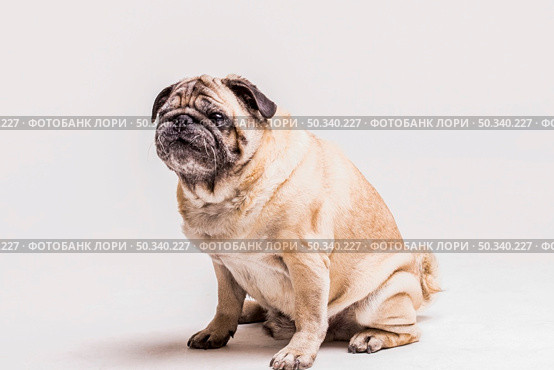 loyal cute pug dog isolated white background. Стоковое фото, агентство Ingram Publishing / Фотобанк Лори