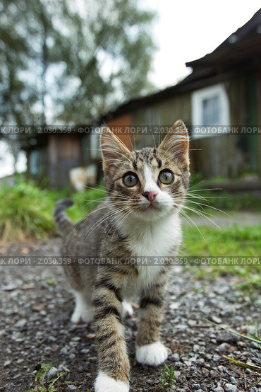 Любопытный котенок. Стоковое фото, фотограф Ольга Денисова / Фотобанк Лори