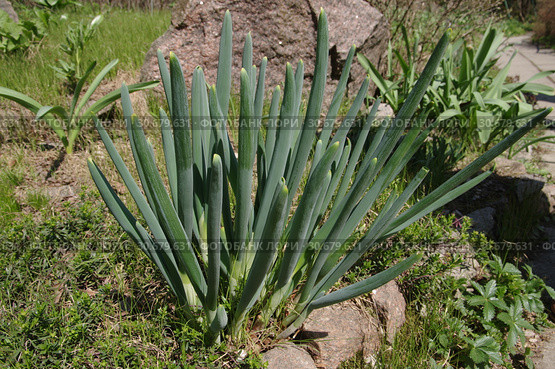 Лук-батун, или Татарка, или Дудчатый лук (лат. Allium fistulosum) Стоковое фото, фотограф Илюхина Наталья / Фотобанк Лори