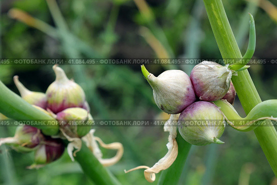 Луковицы-семена лука многоярусного (лат. Allium proliferum) зреют на грядке на размытом зеленом фоне. Стоковое фото, фотограф Наталья Сухорукова / Фотобанк Лори