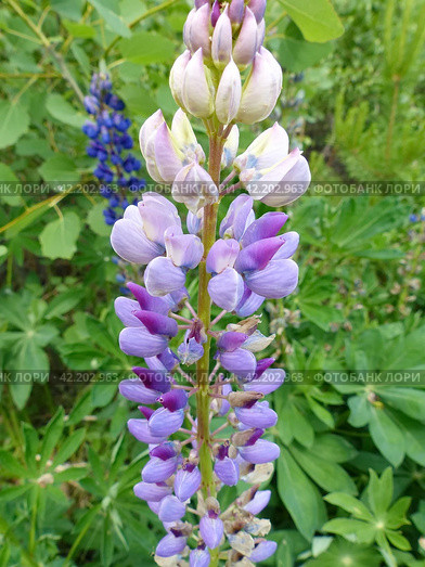 Люпин, или волчий боб (лат. Lupinus) — род растений из семейства Бобовые (Fabaceae). Представлен однолетними и многолетними травянистыми растениями. Высокое содержание в его семенах белка (до 50 %), масла (от 5 до 20 %), по качеству близкого к оливковому. Стоковое фото, фотограф Сергей Елизарьев / Фотобанк Лори