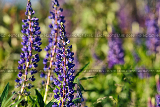 Lupinus, lupin, lupine field with pink purple and blue flowers. Copy space. Стоковое фото, агентство Ingram Publishing / Фотобанк Лори