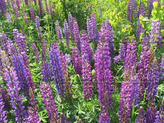 Люпины (lupinus) Стоковое фото, фотограф Т. З. / Фотобанк Лори
