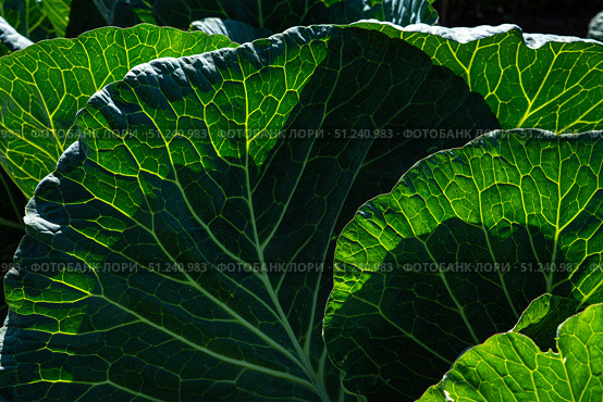 Lush Green Cabbage Leaves Glimmer Under Sunlight, Showcasing Intricate Veins and Textures of Nature's Leafy Vegetation in a Vibrant Garden Setting. Стоковое фото, фотограф Владимир Федоров / Фотобанк Лори