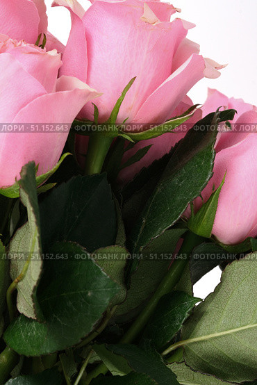 Lush pink roses. Macro floral texture background with text space. Стоковое фото, фотограф Елена  Попкова / Фотобанк Лори