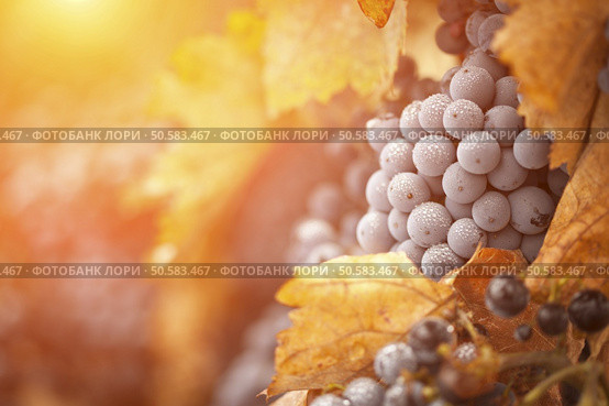 Lush, Ripe Wine Grapes with Mist Drops on the Vine Ready for Harvest. Стоковое фото, агентство Ingram Publishing / Фотобанк Лори