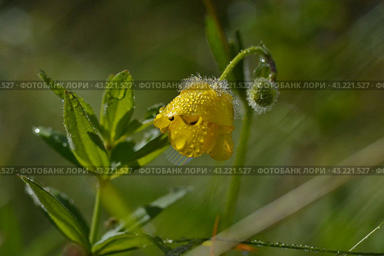 Лютик крымский в капельках утренней росы крупным планом. Crimean buttercup in droplets of morning dew close-up. (2024 год). Стоковое фото, фотограф Владимир Шарый / Фотобанк Лори