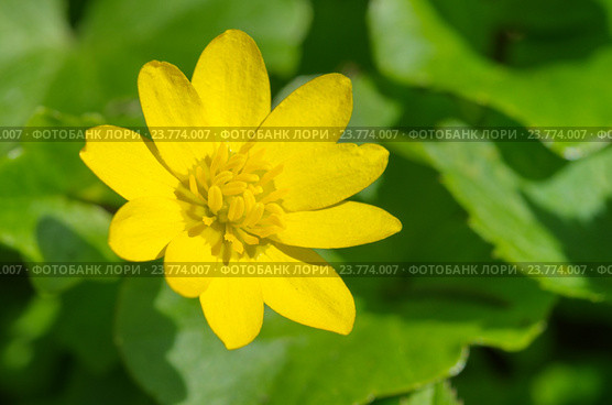 Лютик весенний или чистяк (лат. Ranunculus ficaria) крупным планом. Стоковое фото, фотограф Елена Коромыслова / Фотобанк Лори