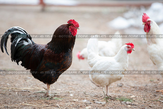 Luxurious black rooster walks with white hens on the farm. Стоковое фото, фотограф Лазаренко Светлана / Фотобанк Лори