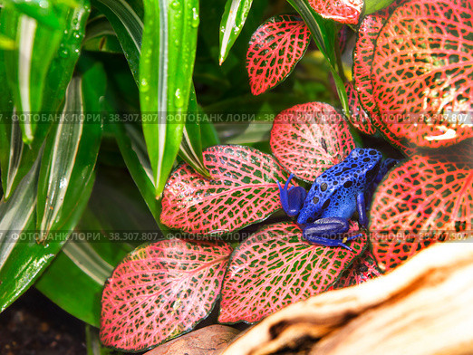 Лягушка голубой древолаз. ( англ. Dyeing Poison Frog) (лат. Dendrobates tinctorius azureus) Стоковое фото, фотограф Галина Савина / Фотобанк Лори
