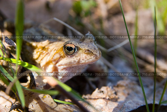 Лягушка травяная, Rana temporaria, Common Frog. Стоковое фото, фотограф Василий Вишневский / Фотобанк Лори