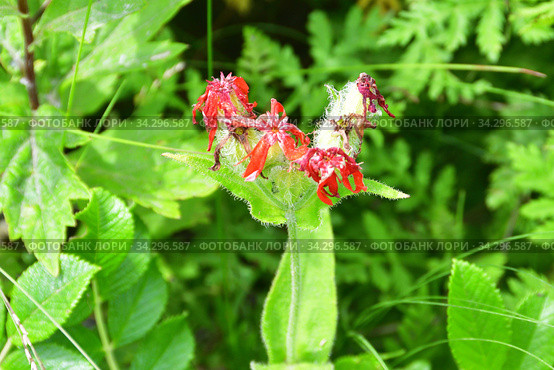 Lychnis fulgens Fisch. (семейство Caryophyllaceae). Зорька сверкающая в бухте Ахлестышева на острове Русский летним днем. Россия, Владивосток (2020 год). Стоковое фото, фотограф Овчинникова Ирина / Фотобанк Лори