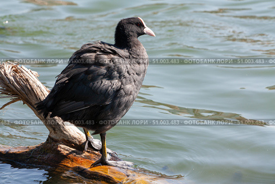Лысуха, или лыска (лат. Fulica atra) Стоковое фото, фотограф Алексей Букреев / Фотобанк Лори