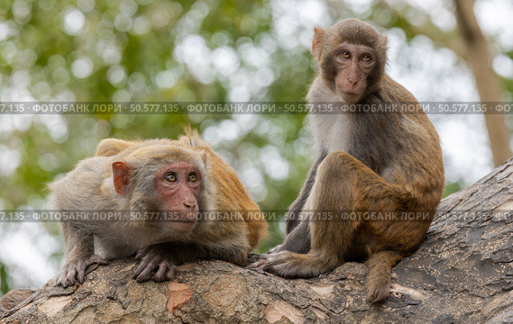 Macaques in nature. Macaques constitute a genus (Macaca) of gregarious monkeys. Стоковое фото, фотограф Андрей Армягов / Фотобанк Лори